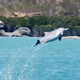 Male humpback dolphins do more than just perform acrobatics to attract a mate—they also offer gifts, according to new research. (Image: Simon Allen/UWA)